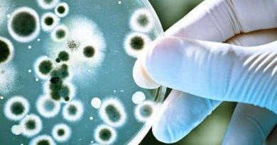 Candida Auris